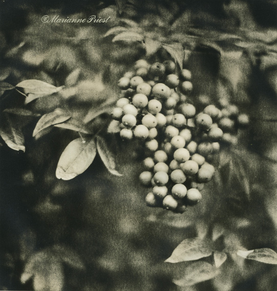st simon's berries