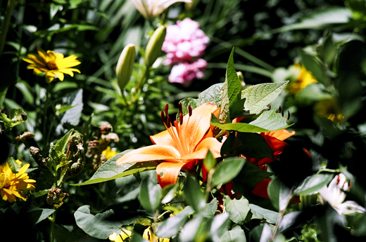 St_James_Park_Kodak_160VC2_apug