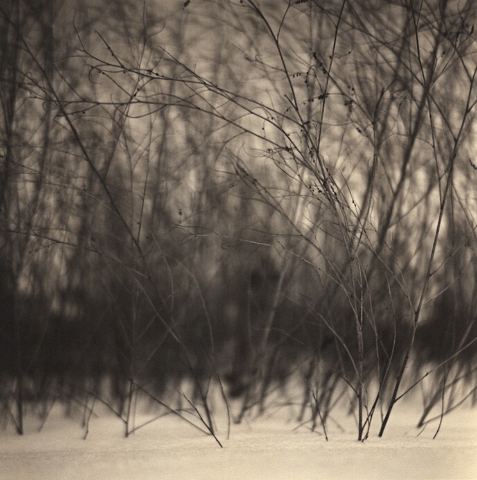 Stalks (print)