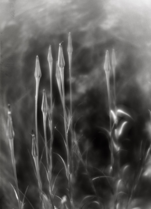 stalks