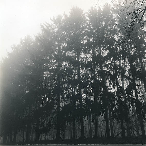 Stand of Pines, Eagle Creek