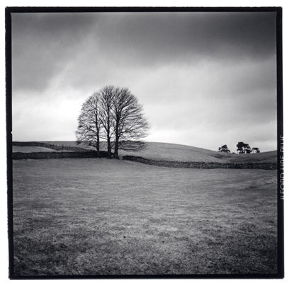 stand of trees