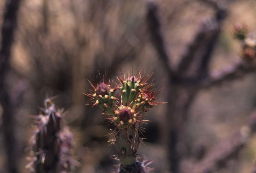 Stark Beauty - Sabino Canyon - April 2007