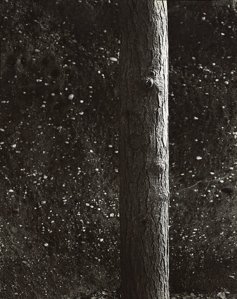 Starry Night / Morning Light