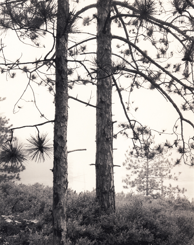Starry Pines