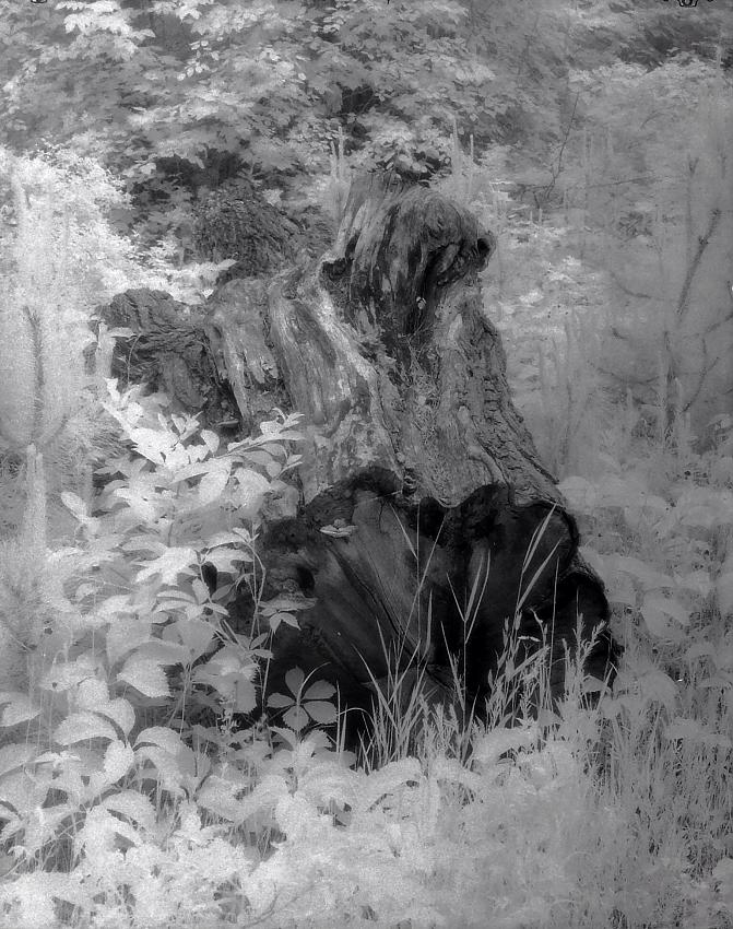 State Road log IR Photostock 2013