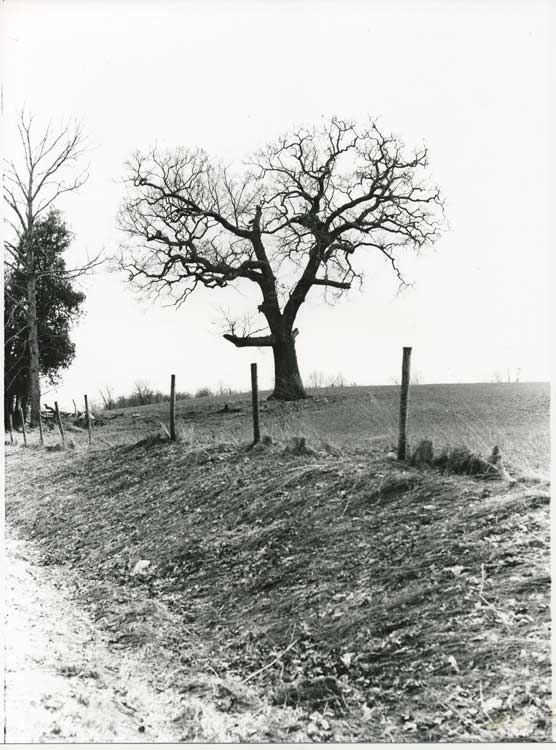 Stately Old Tree
