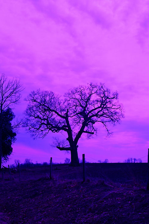Stately Tree
