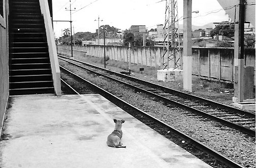 Station dog