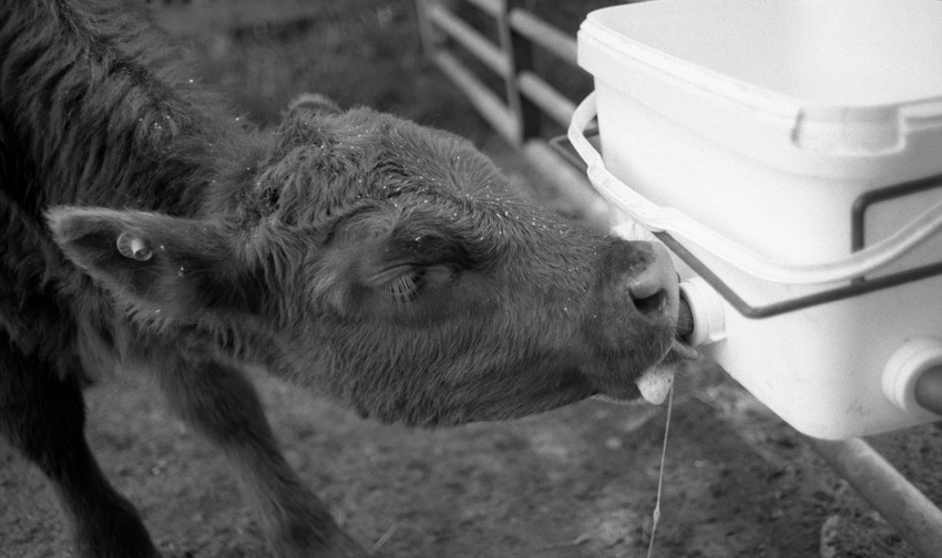 Stealing The Lamb's Milk