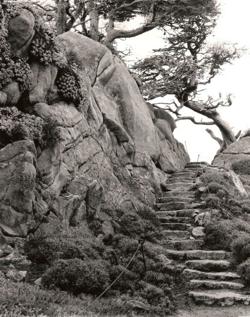Steps @ Point Lobos