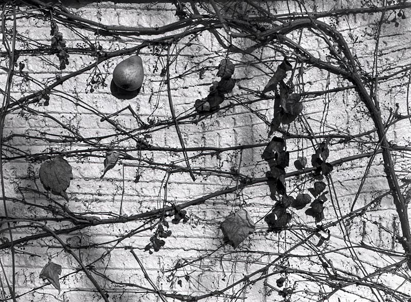 Still life on stucco