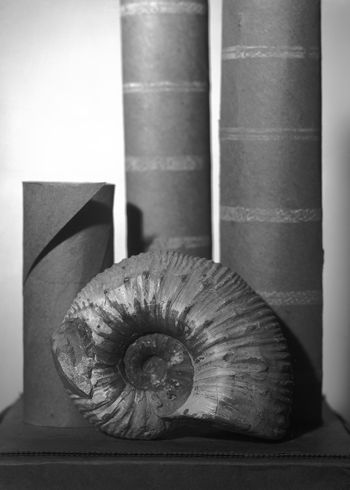 Still Life - Spirals