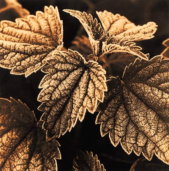 Stinging Nettle #1