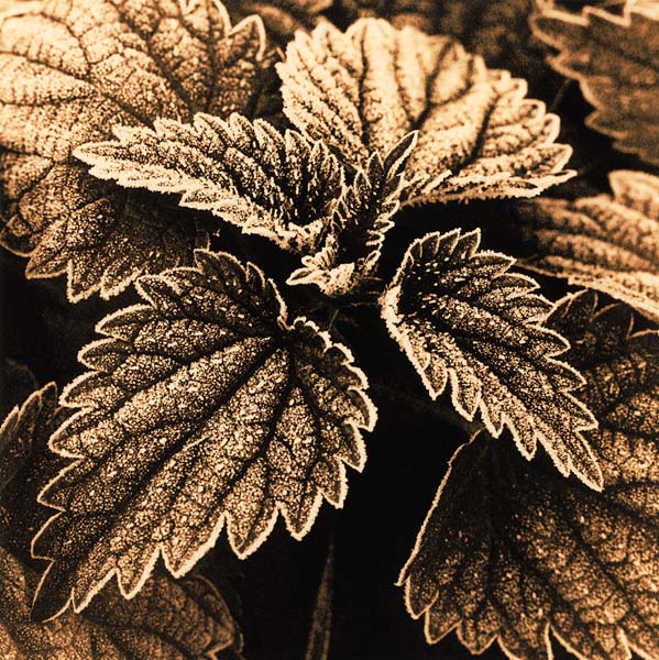 Stinging Nettle #2