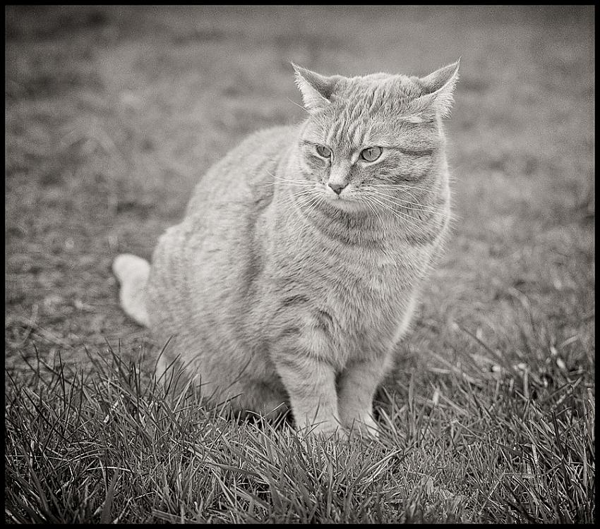 Stink-eye