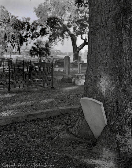 stone in tree