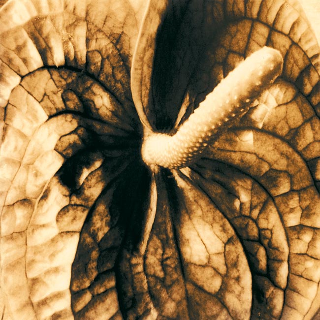 stoned anthurium