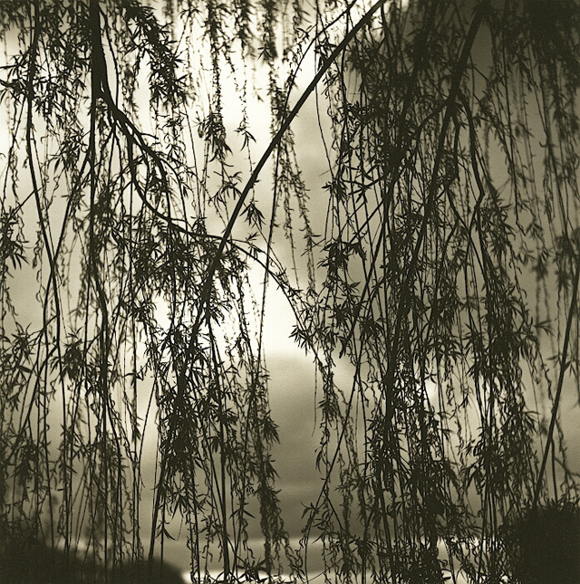 Storm Through The Willows