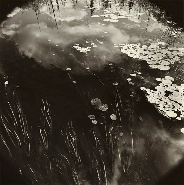 Stream with Lily Pads