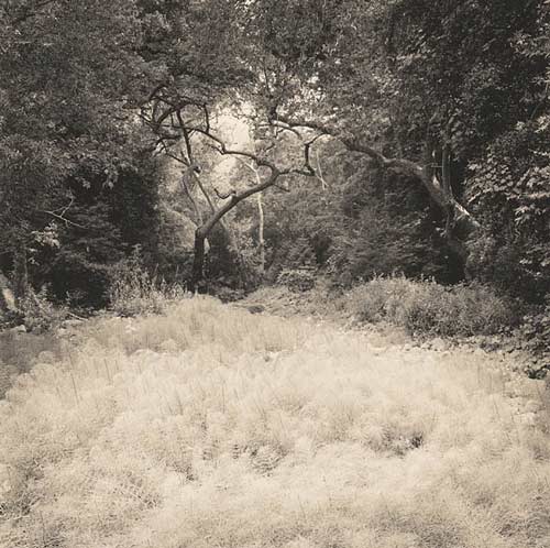 Streambed with horsetails