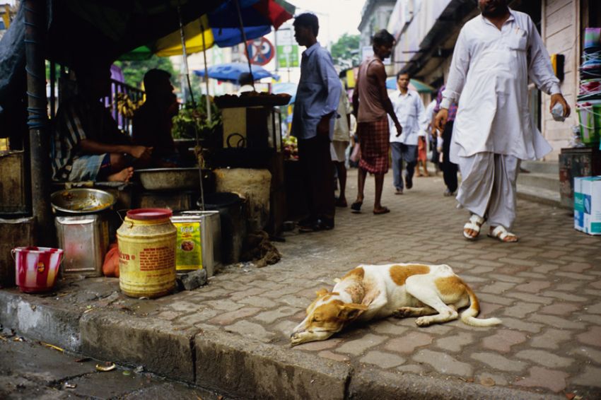 Street Dog in Calcutta