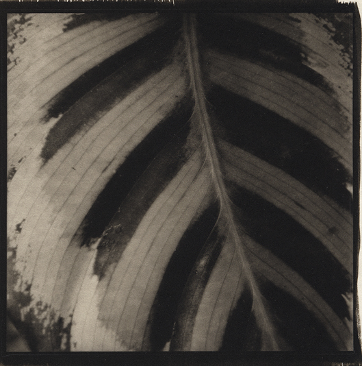 Striped Leaf