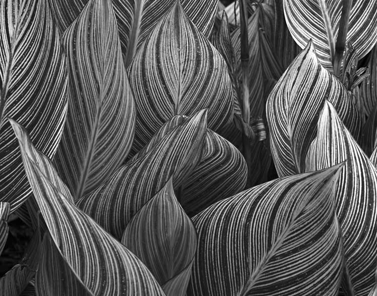 Stripped Leaves