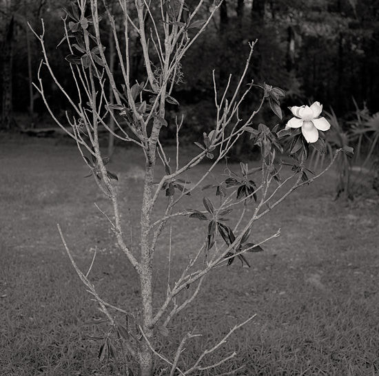 struggling magnolia