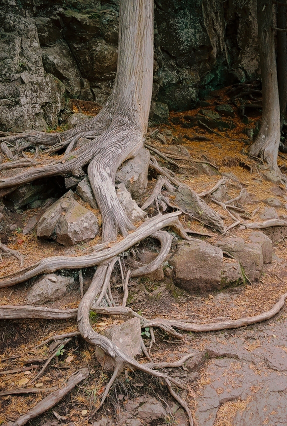 Struggling Roots