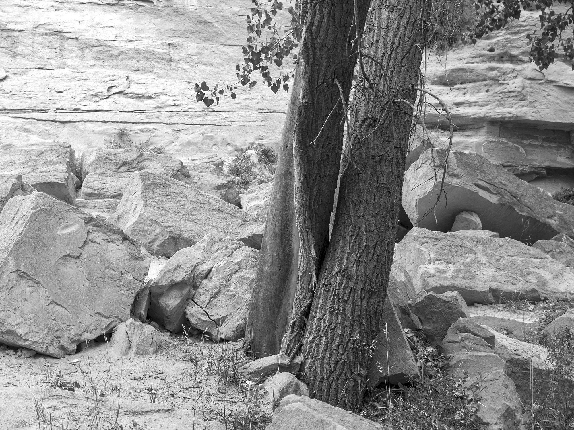 Struggling Tree