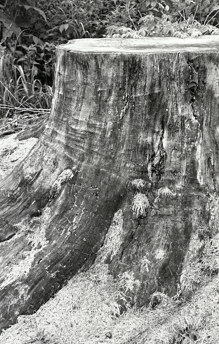 Stump '99