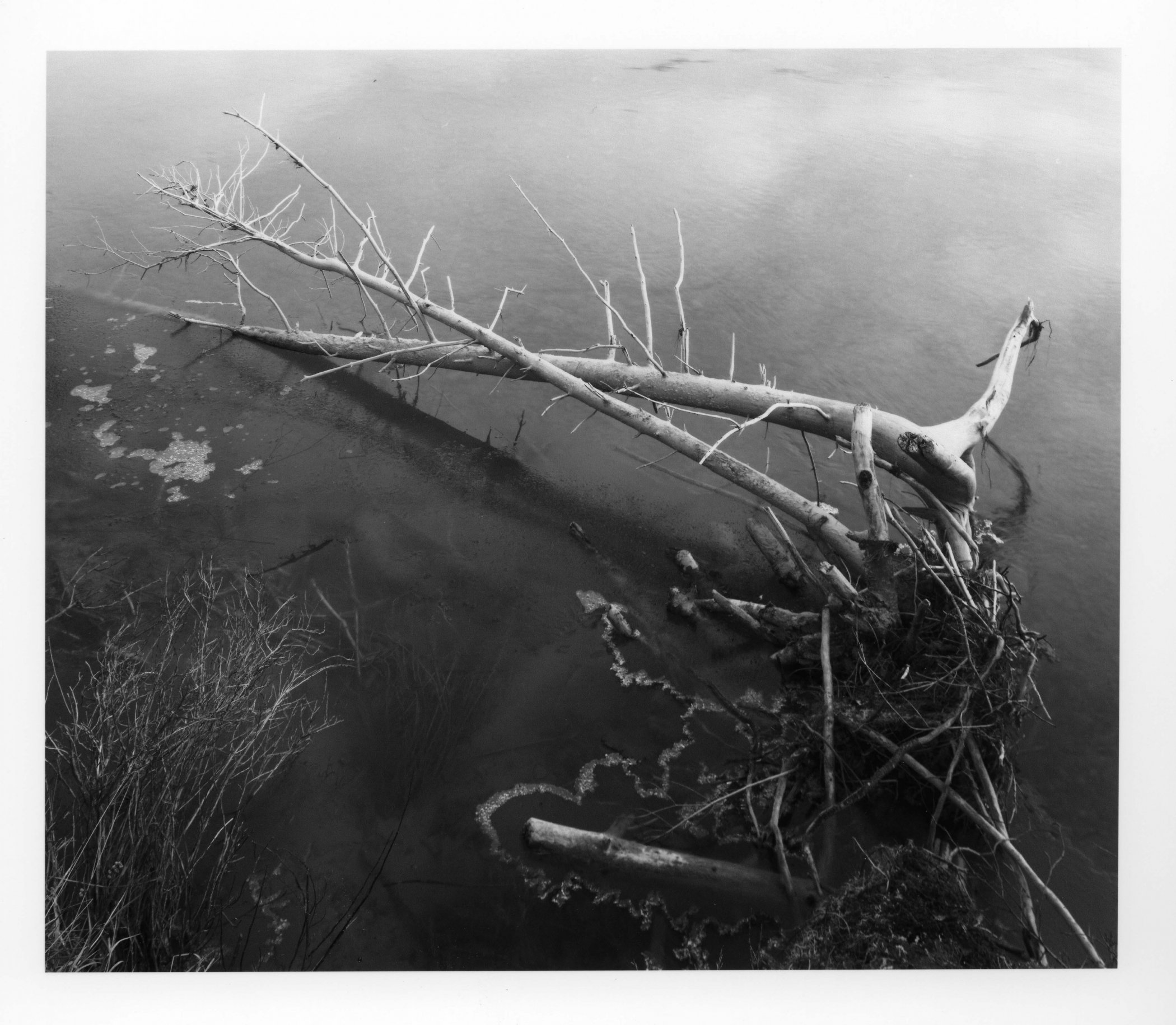 Stump In Water