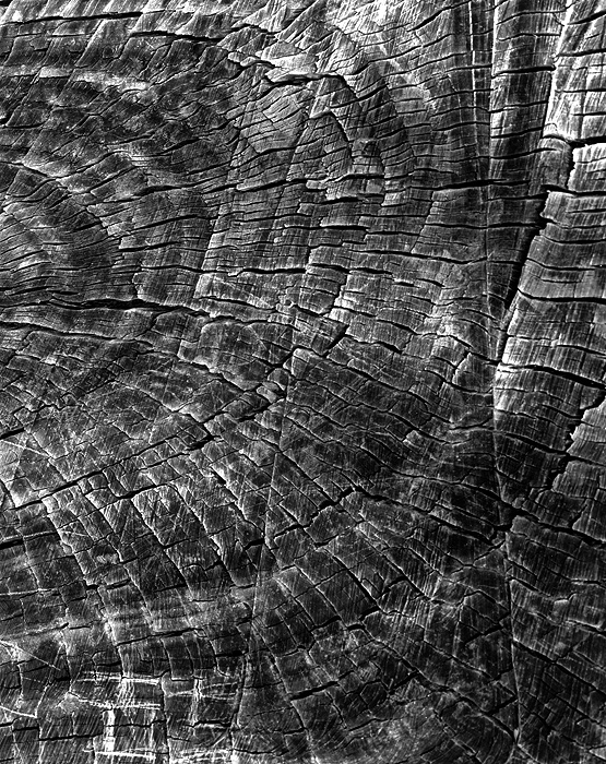 Stump, Pt. Pinole