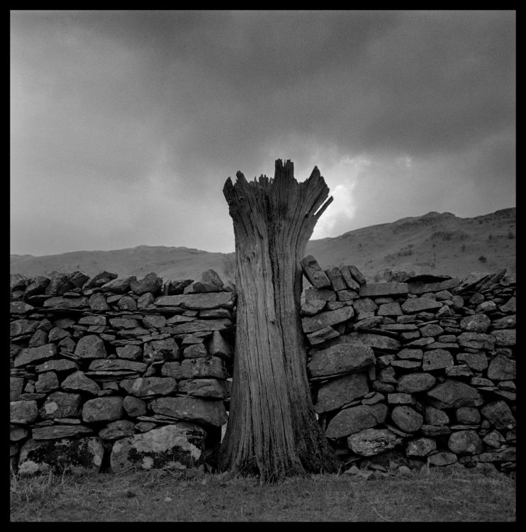Stump