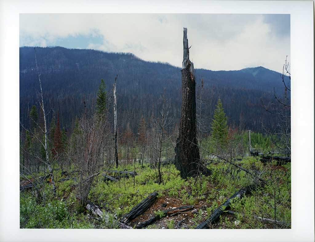 Stump