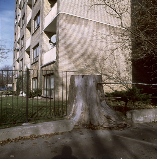 stump