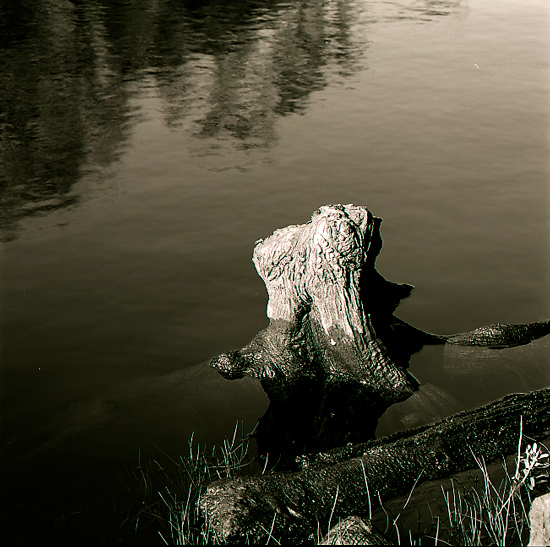 Stump3