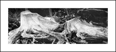 Stumps, 2007