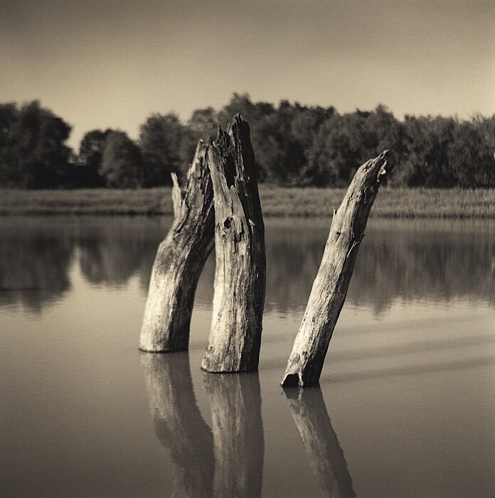 Stumps (print)