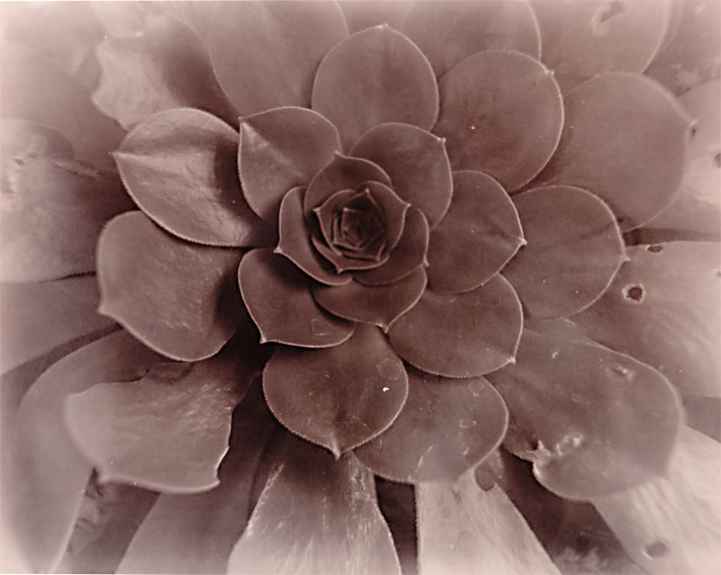 Succulent Lith Print