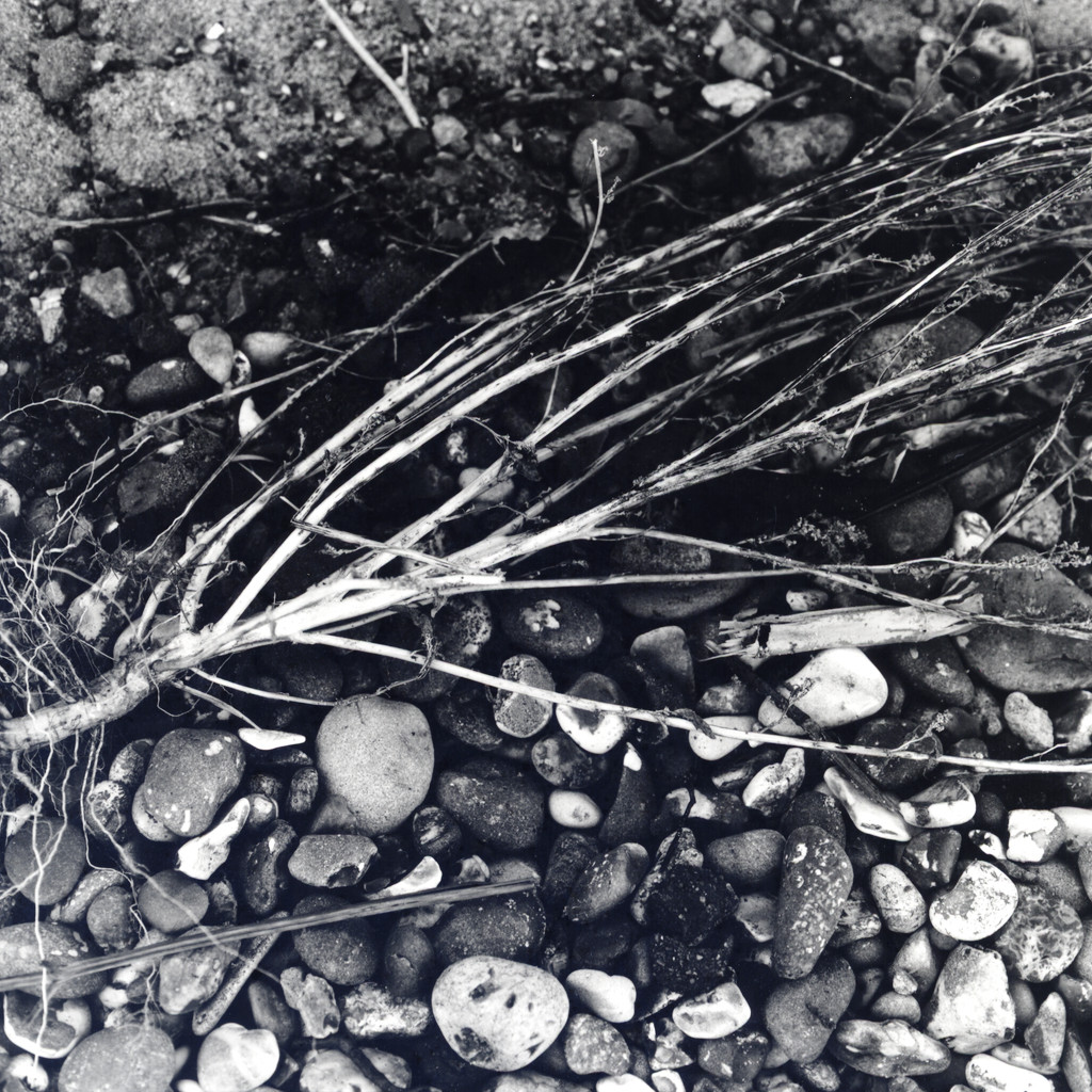 Suffolk coast close-ups - Oct 19 - 3