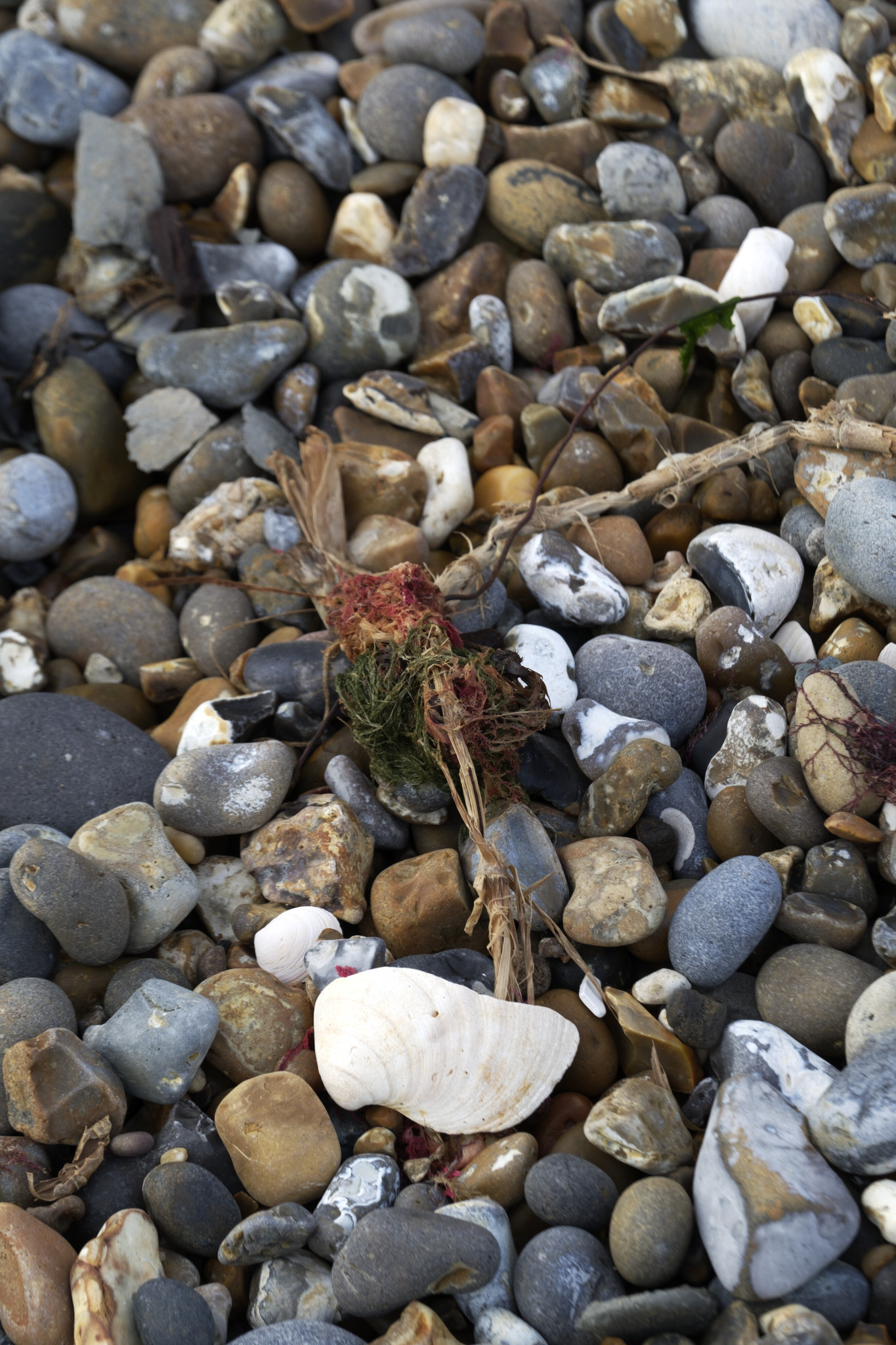 Suffolk Coast, Oct 19 - 1