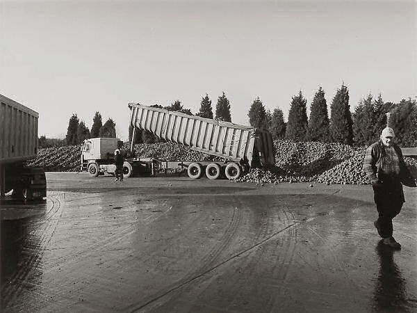Sugar beet arriving