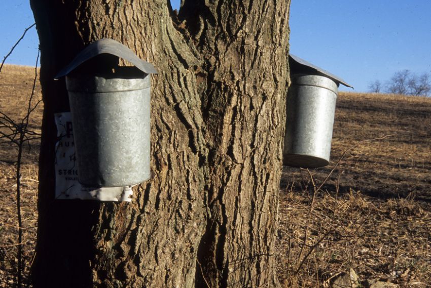 Sugaring Time - March 2007