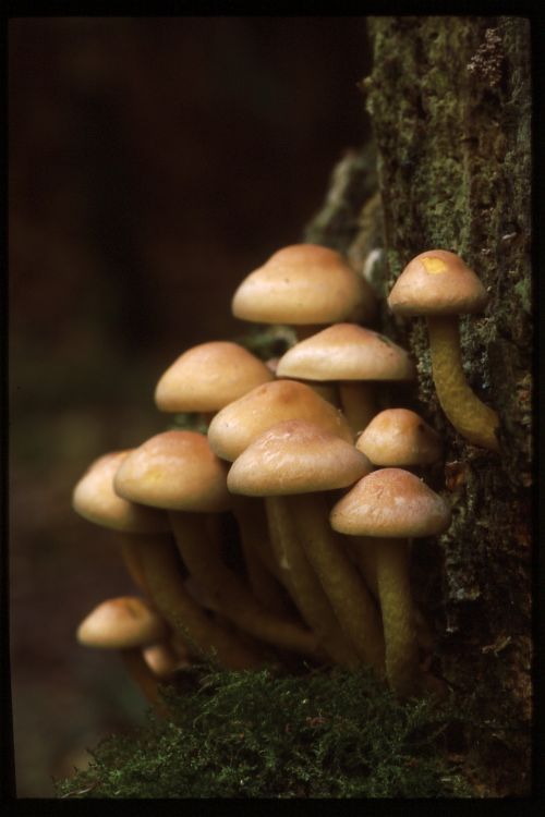Sulphur Tuft