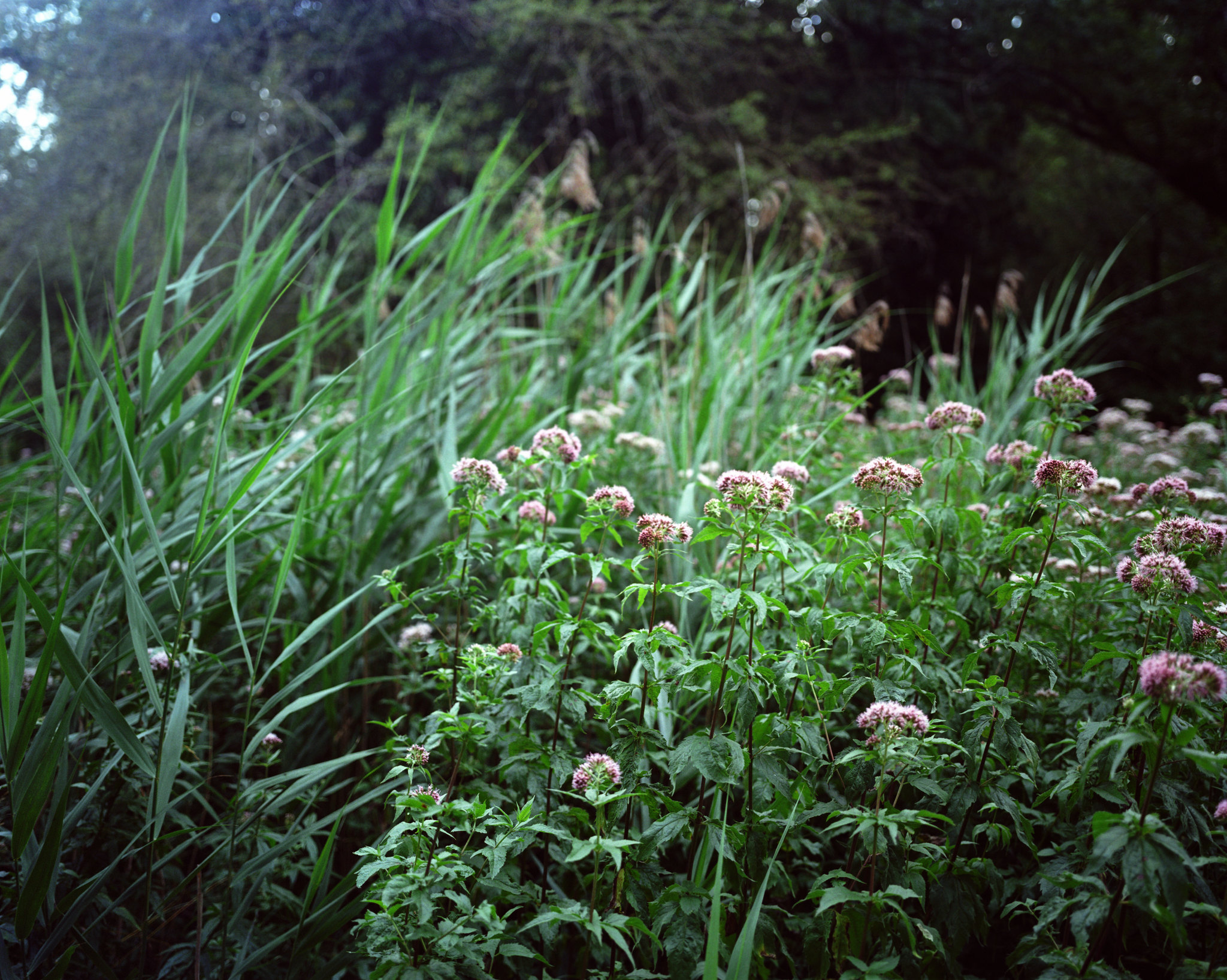 Summer afternoon green - 1