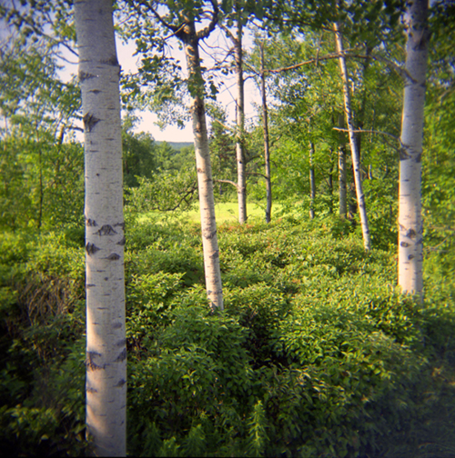 Summer afternoon with my holga