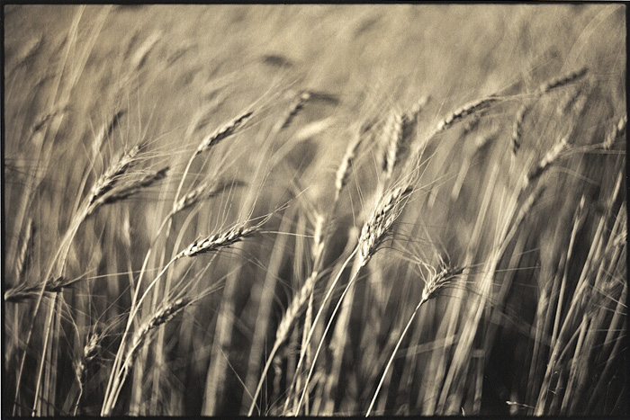 Summer Breeze 4 (print)