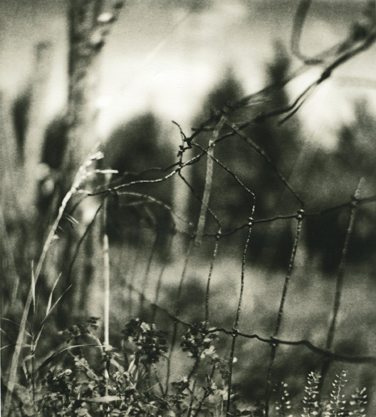 Summer Fence 1